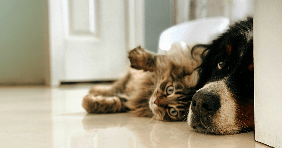 Lattialämmitys vaativaan makuun